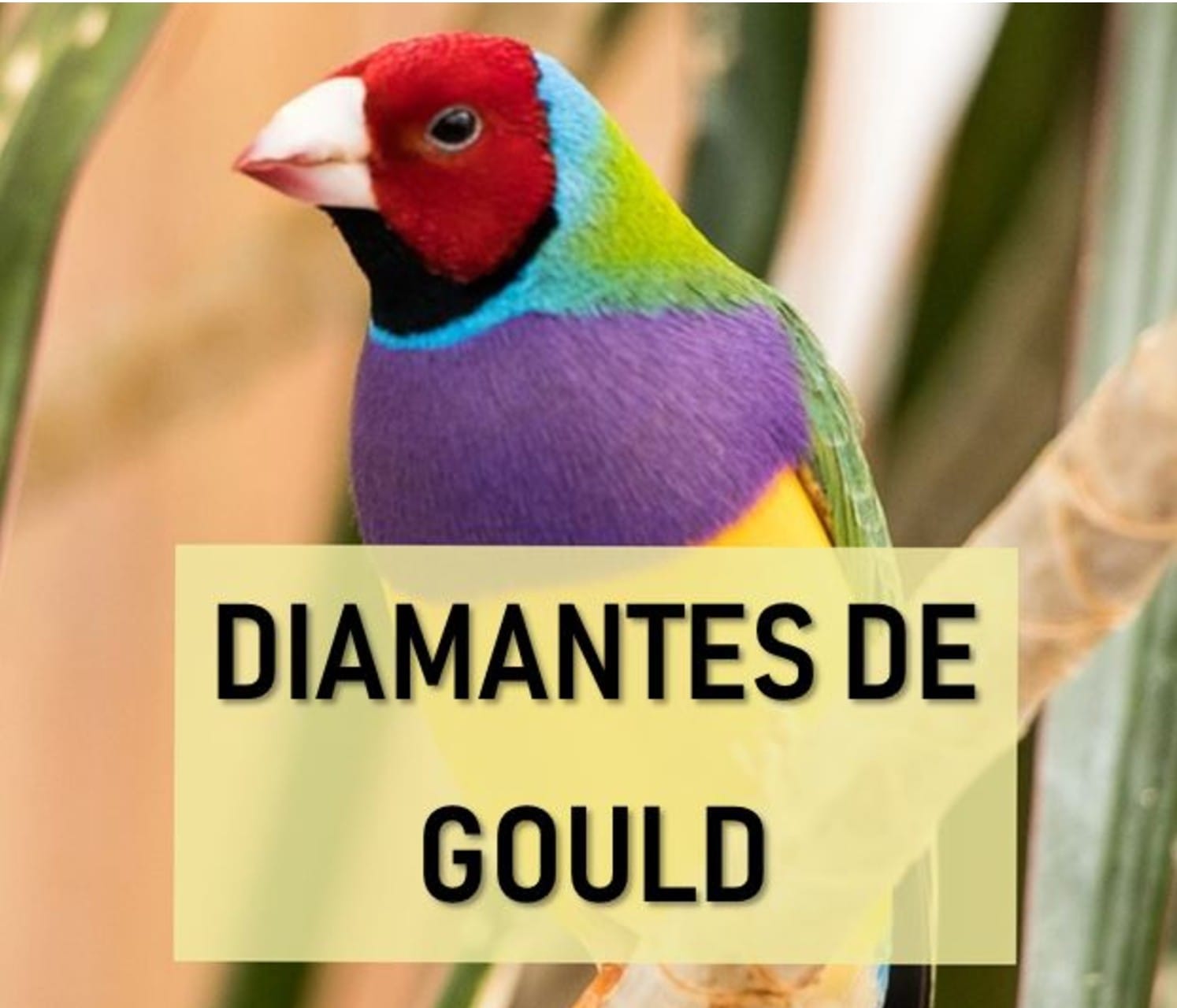 Diamantes de Gould