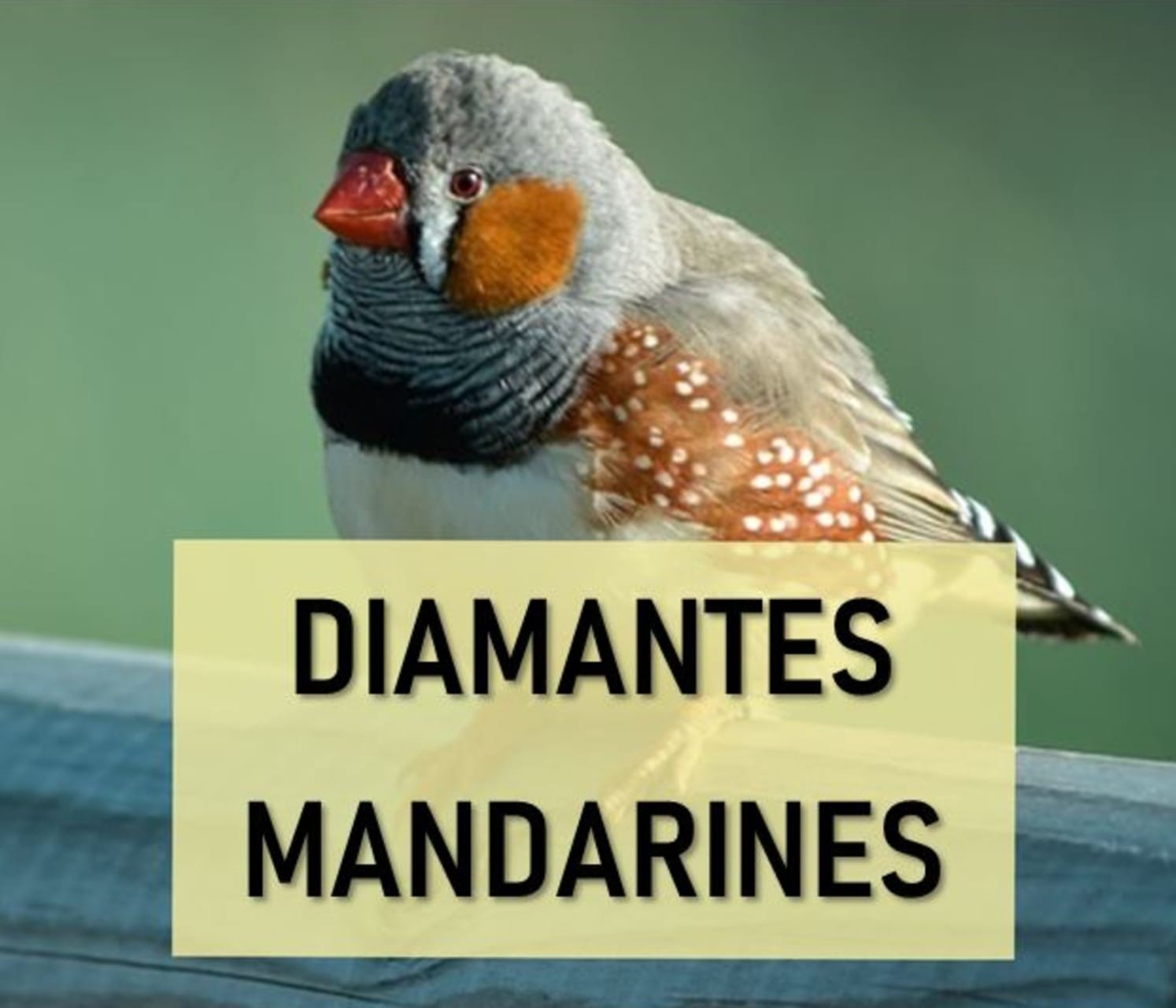 Diamantes mandarines
