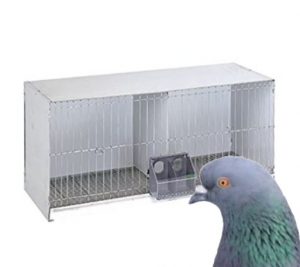 jaulas para palomas tienda