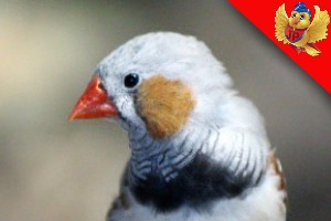 Alimentación de las aves diamante mandarin aviariojp