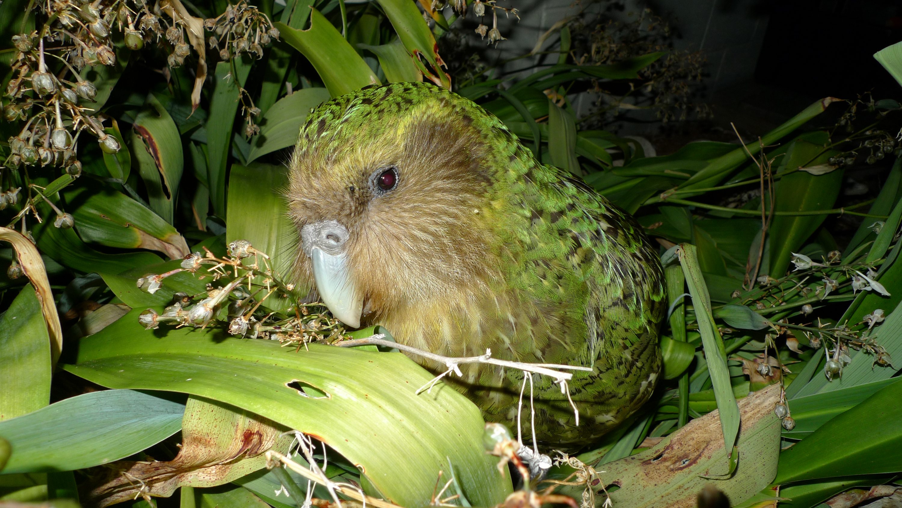 Ave Kakapo aviariojp