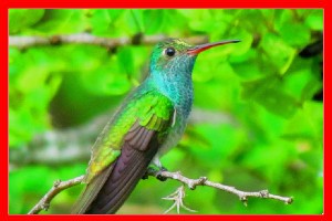 colibri aviariojp