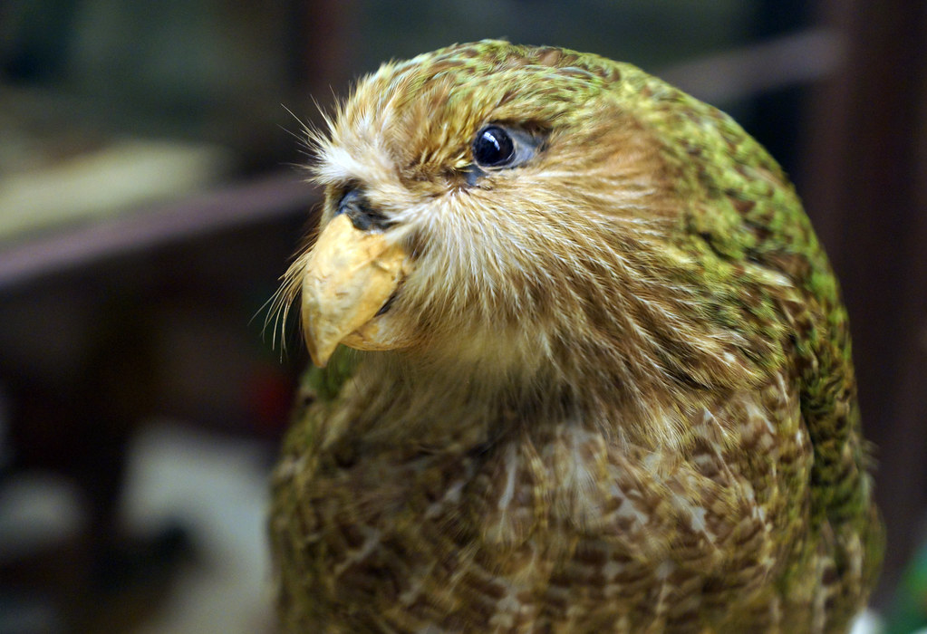 Loro Kakapo aviariojp