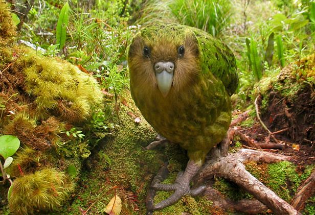 loro kakapo en peligro de extincion aviariojp