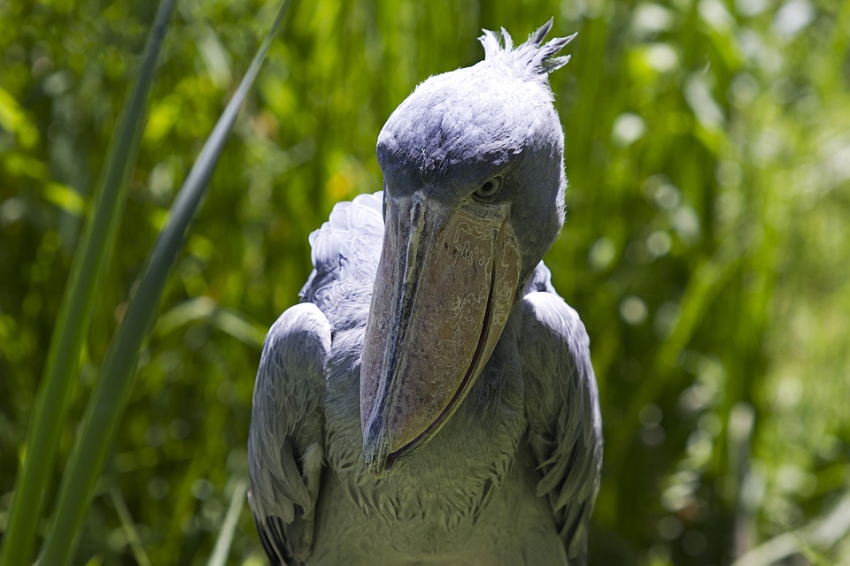 Picozapato Aves en peligro de extinción