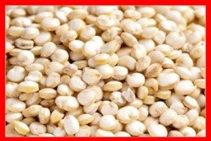 Semillas para pajaros quinoa