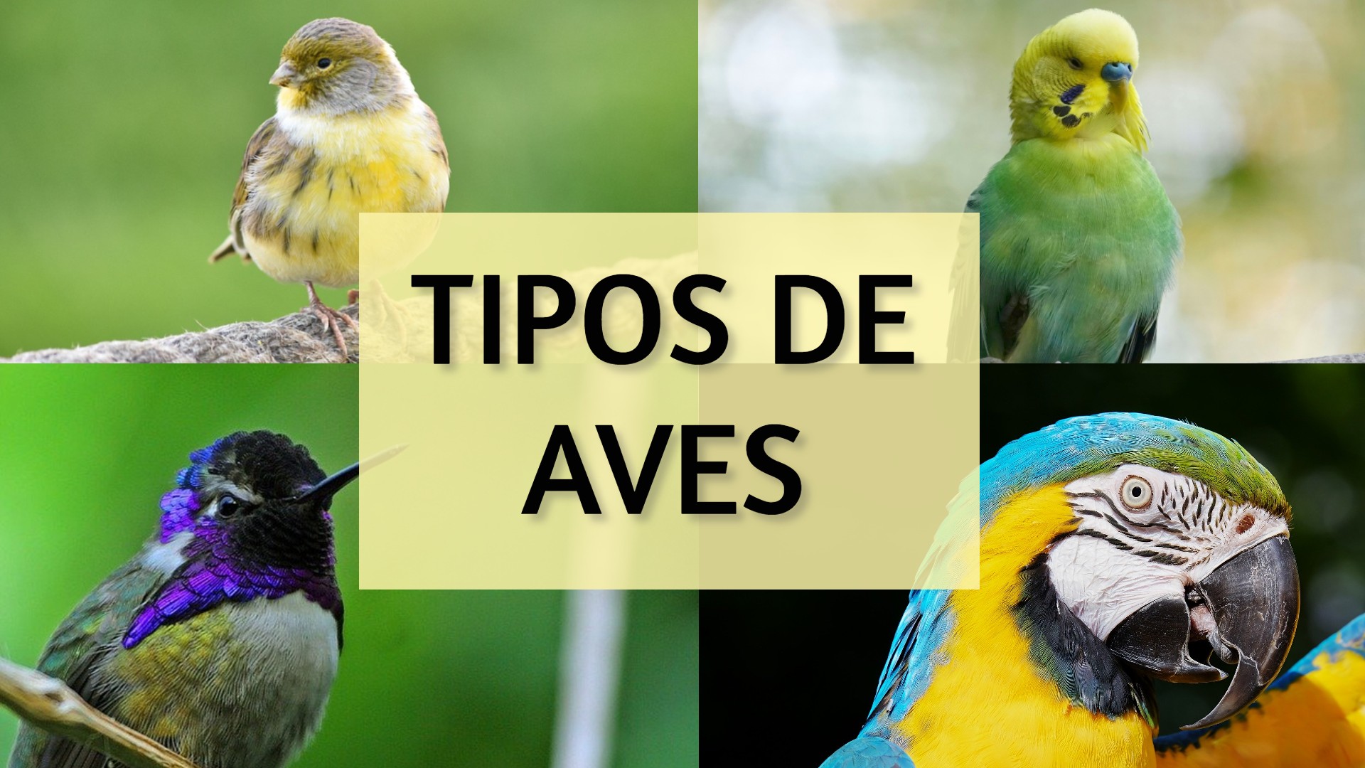 Tipos de aves y clasificacion de las aves