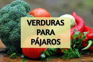 verduras para pajaros