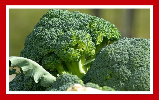 verduras para pajaros brocoli