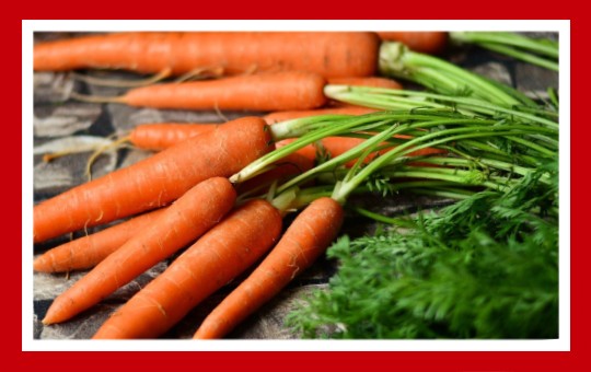 verduras para pajaros zanahoria