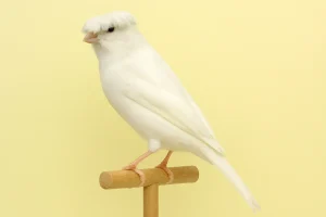 Canario Lancashire