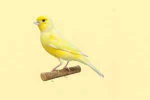 Canario amarillo lipocromo