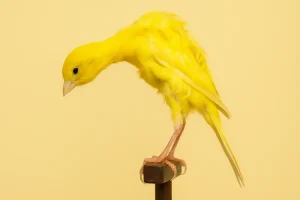 Canario giboso español