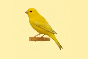 Canario isabela