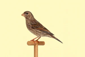 Canario bruno