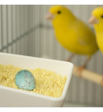 Canarios ponen huevos fuera del nido
