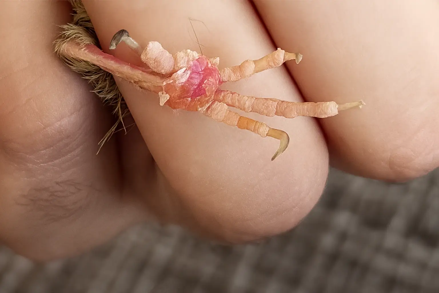 Pododermatitis en aves